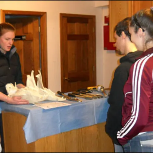 People examining horse jawbone 